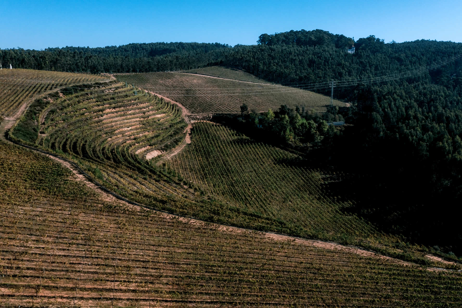 Quinta da Lixa - Vinhas